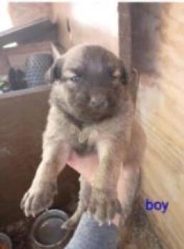 Mixed Breed Dogs Available for Adoption in West Chester, Pennsylvania - Badger | PetCurious