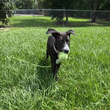 Betty -  Pointer and Labrador Retriever Dog for Adoption - Betty | PetCurious