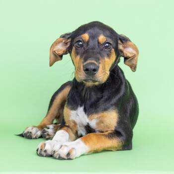 Autumn -  Mixed Breed Dog for Adoption in Franklin, Tennessee - Autumn | PetCurious
