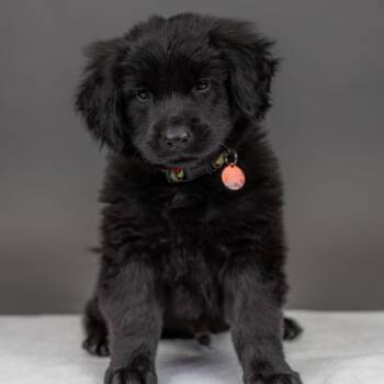 Columbia -  Chow Chow and Mixed Breed Dog for Adoption in Portland, Oregon - Columbia | PetCurious