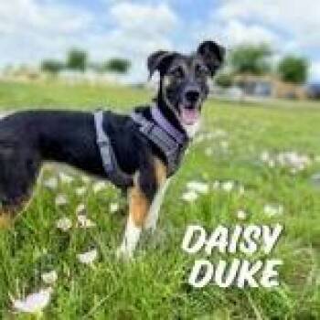 Treeing Walker Coonhound Dogs Available for Adoption in Denton, Texas - Daisy Duke | PetCurious