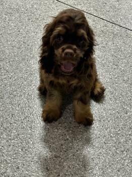 Cocoa -  Cocker Spaniel Dog for Adoption in Antwerp, Ohio - Cocoa | PetCurious