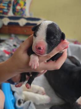 American Bulldog Dogs Available for Adoption in Lakeland, Florida - Hope | PetCurious