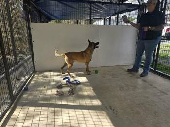 Belgian Shepherd Malinois Dogs Available for Adoption in Imlay City, Michigan - John Wick (North Carolina) | PetCurious