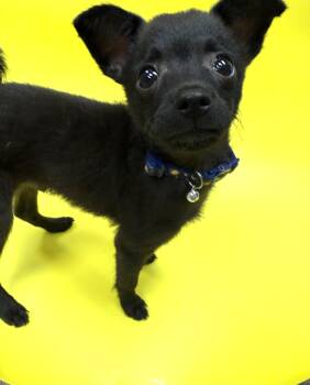 Archie -  Chihuahua Dog for Adoption in Houston, Texas - Archie | PetCurious