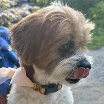 Shih Tzu Dogs Available for Adoption - Olive | PetCurious