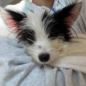 Emilio -  Terrier and Mixed Breed Dog for Adoption in Los Angeles, California - Emilio | PetCurious