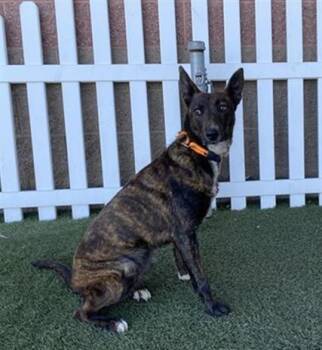 German Shepherd Dog and Mixed Breed Dogs Available for Adoption - A607909 | PetCurious