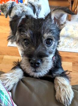 Junior -  Terrier Dog Available for Adoption in Denver, Colorado - Junior | PetCurious