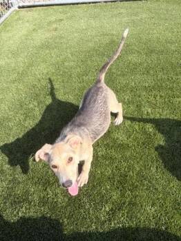 Penelope -  Mixed Breed Dog for Adoption in Hamilton, Montana - Penelope | PetCurious