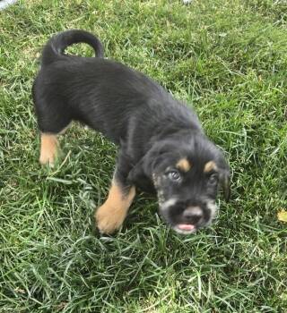 Riddick -  Terrier and Shepherd Dog for Adoption in Colorado Springs, Colorado - Riddick | PetCurious