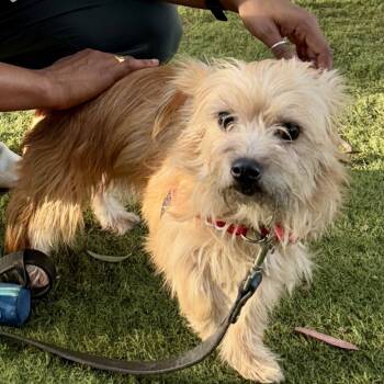 Rescue Terrier Dogs for Adoption in Sonoma, California - Uncle | PetCurious