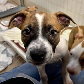 Mixed Breed Dogs Available for Adoption in Fairport, New York - Tito | PetCurious