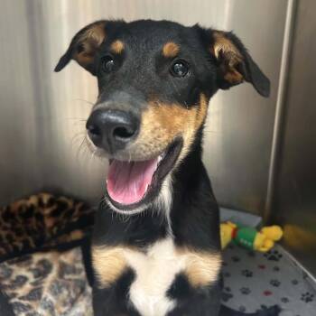 Jinx -  Mixed Breed Dog for Adoption in Jacksboro, Tennessee - Jinx | PetCurious