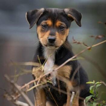 German Shepherd Dog and Labrador Retriever Dogs Available for Adoption - Astra Celestial | PetCurious