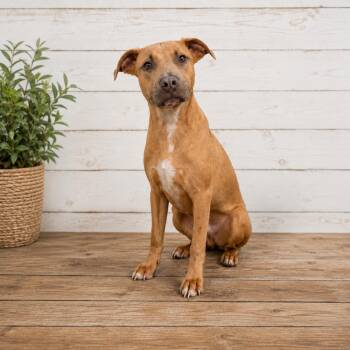 Cello P46509 -  Pit Bull Terrier and Mixed Breed Dog for Adoption in Corsicana, Texas - Cello P46509 | PetCurious