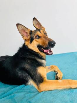Maple -  German Shepherd Dog Dog for Adoption in Edmonton, Alberta - Maple | PetCurious