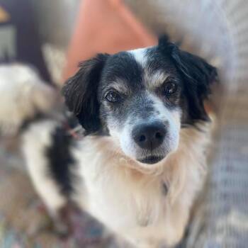 Spaniel Dogs Available for Adoption in Ramona, California - Louie B Dog (Krueger) | PetCurious