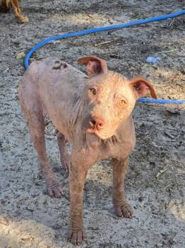 Rescue Terrier and Mixed Breed Dogs for Adoption in Hortense, Georgia - Dove | PetCurious