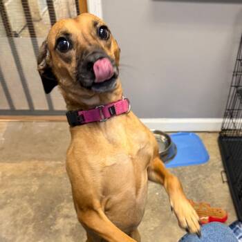 Hound Dogs Available for Adoption in Knoxville, Tennessee - Riley | PetCurious