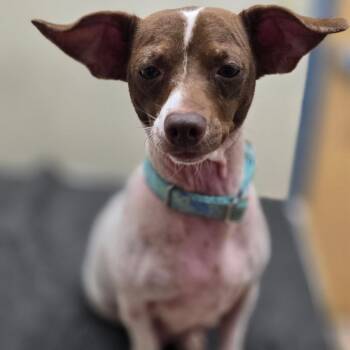 Fiona -  Chihuahua and Rat Terrier Dog for Adoption in Poinciana, Florida - Fiona | PetCurious