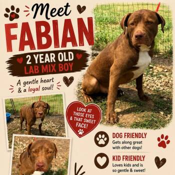 Fabion -  Labrador Retriever Dog for Adoption in Anahuac, Texas - Fabion | PetCurious