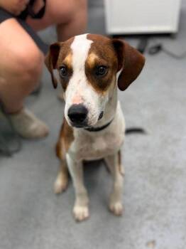 Lasso -  Mixed Breed Dog for Adoption in Leitchfield, Kentucky - Lasso | PetCurious