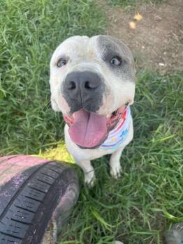Rescue Pit Bull Terrier Dogs for Adoption in Eagle, Idaho - Chowder **Courtesy Post. Out Of Town Pet. See Below For Details* | PetCurious