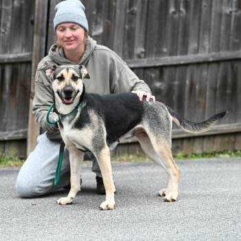Shepherd Dogs Available for Adoption in Chester Springs, Pennsylvania - Balanze | PetCurious