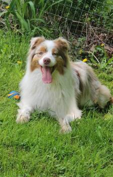 Atlas ME #5238 -  Australian Shepherd Dog for Adoption in Ontario, California - Atlas ME #5238 | PetCurious