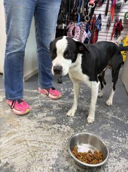Wendall -  Labrador Retriever Dog for Adoption in Linton, Indiana - Wendall | PetCurious