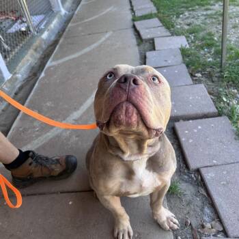 Pit Bull Terrier Dogs Available for Adoption - Kimber | PetCurious