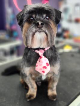 Shih Tzu and Maltese Dogs Available for Adoption - Nelson | PetCurious