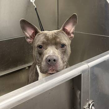 Pit Bull Terrier Dogs Available for Adoption in Mendham, New Jersey - Dodger | PetCurious