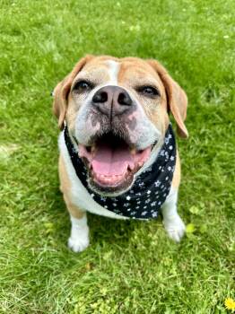 English Bulldog and Beagle Dogs Available for Adoption in Clinton, Pennsylvania - Marley | PetCurious
