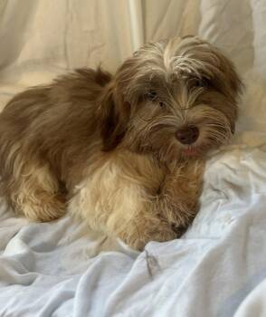Muffin -  Lhasa Apso and Terrier Dog for Adoption - Muffin | PetCurious