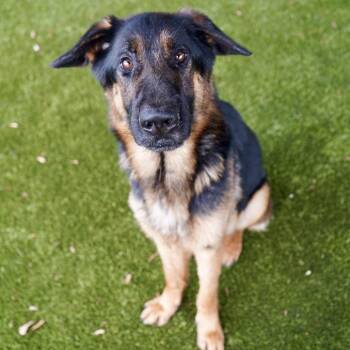 German Shepherd Dog Dogs Available for Adoption - Hodge | PetCurious