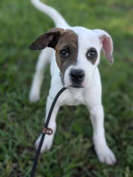Elizabeth Taylor -  Boxer and Mixed Breed Dog for Adoption in Aiken, South Carolina - Elizabeth Taylor | PetCurious