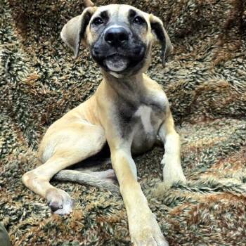 LINEN -  Mastiff and Mixed Breed Dog for Adoption in Long Beach, California - LINEN | PetCurious