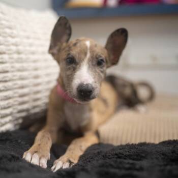 Lora -  Catahoula Leopard Dog and Mixed Breed Dog for Adoption in Pawling, New York - Lora | PetCurious