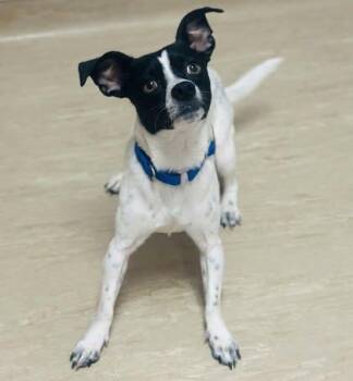 Mixed Breed Dogs Available for Adoption - Grant | PetCurious