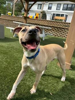 Black Mouth Cur Dogs Available for Adoption in Rockville, Maryland - Tanner | PetCurious