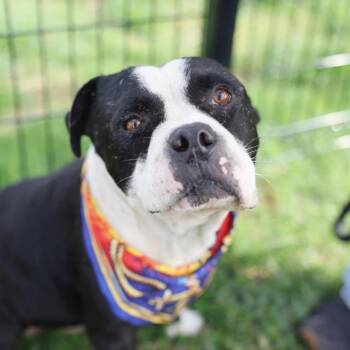 BEAR -  American Staffordshire Terrier Dog for Adoption in San Antonio, Texas - BEAR | PetCurious
