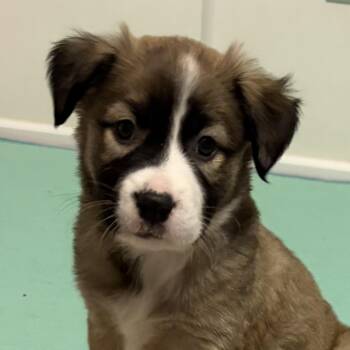 Australian Shepherd and Mixed Breed Dogs Available for Adoption in Normal, Illinois - Sparkler | PetCurious