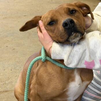 Redbone Coonhound Dogs Available for Adoption in Andover, Massachusetts - Jake | PetCurious