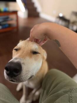 Simon -  Mixed Breed and Labrador Retriever Dog for Adoption in Austin, Texas - Simon | PetCurious