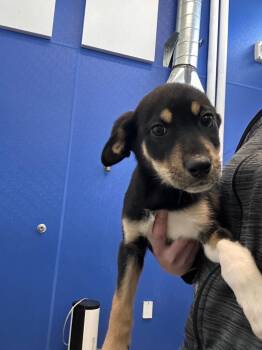 Mixed Breed Dogs Available for Adoption in Minot, North Dakota - Pour Some Sugar On Me | PetCurious