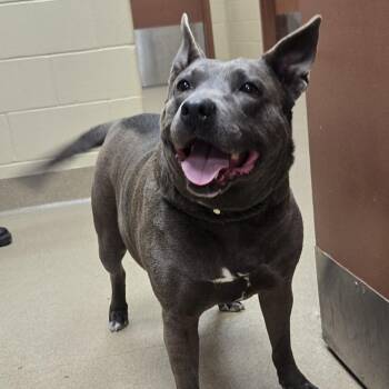 Fergalicious -  Mixed Breed and Pit Bull Terrier Dog for Adoption in Salt Lake City, Utah - Fergalicious | PetCurious