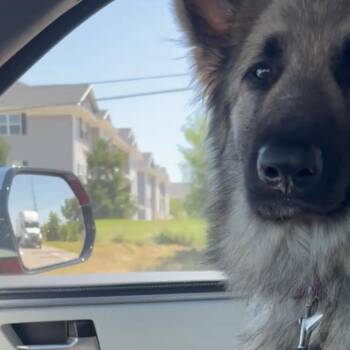 Leigh 7/13/2026 -  German Shepherd Dog Dog for Adoption in Van Horne, Iowa - Leigh 7/13/2026 | PetCurious