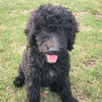 Delta -  Labradoodle Dog for Adoption in Austin, Texas - Delta | PetCurious
